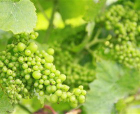 Waratah Hills Vineyard - Find Attractions 0
