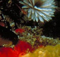 Point Cooke Marine Sanctuary - Find Attractions