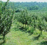 Pettys Orchard - Find Attractions