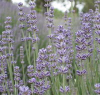 Warratina Lavender Farm - Find Attractions