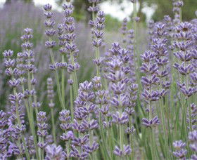 Warratina Lavender Farm - Find Attractions 0