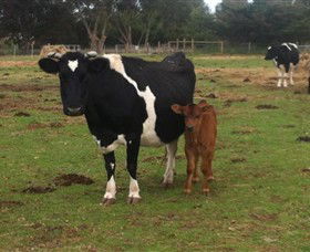 Animal Land Children's Farm - Find Attractions 0