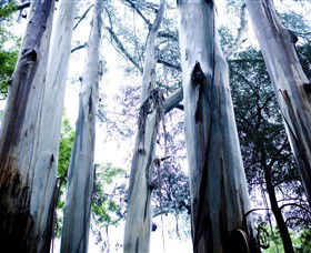 Dandenong Ranges National Park - Find Attractions 0