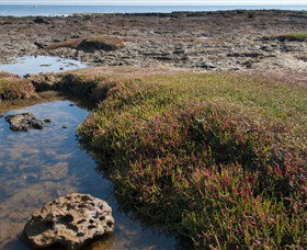 Ricketts Point Marine Sanctuary Beaumaris