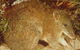 The Pines Flora And Fauna Reserve - thumb 0