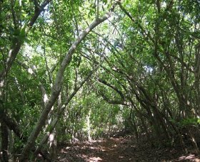 Eucalypt Trail Durras North