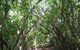 Eucalypt Trail - thumb 0