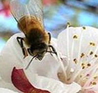 Clayridge Honey - Find Attractions
