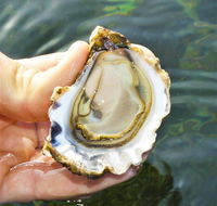 The Oyster Pot - Find Attractions
