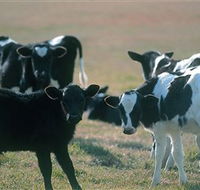 Bodalla Dairy Cheese Factory - Find Attractions