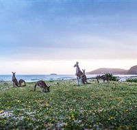 Pebbly Beach - Find Attractions