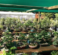 Bonsai at the Bay - Find Attractions