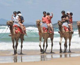 Camel Rides With Coffs Coast Camels - Find Attractions 0