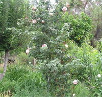 Tombstone Estate Vineyard - Find Attractions