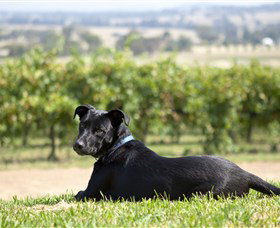 Moothi Estate Vineyard and Cellar Door Mudgee