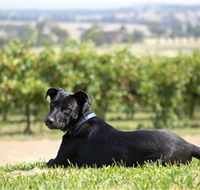 Moothi Estate Vineyard and Cellar Door - Find Attractions