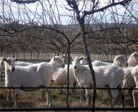 Thunder Ridge Wines - Find Attractions 2