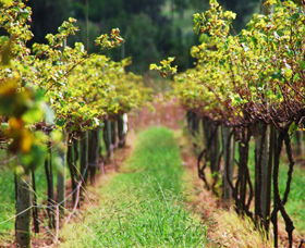 Fussy Grape Winery - Find Attractions 2