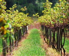 Fussy Grape Winery - Find Attractions 1