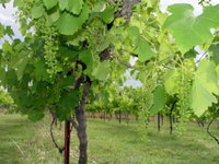 Holland Wines