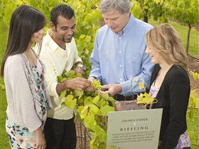 Jacob's Creek Vineyard Tour - Find Attractions 0