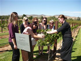 Jacob's Creek Vineyard Tour - Find Attractions 2