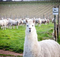 Gemtree Vineyards Cellar Door - Find Attractions
