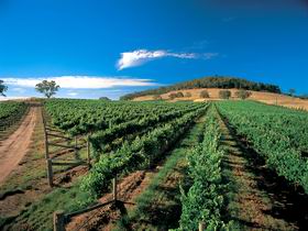 Thorn-Clarke Wines - Find Attractions 1
