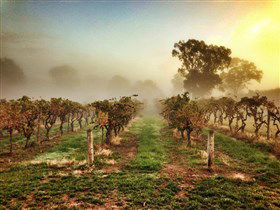 Lambert Estate Wines - Find Attractions 1