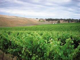 Uleybury Wines - Find Attractions 2