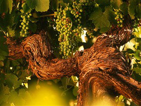 Henschke Cellars - Find Attractions 4
