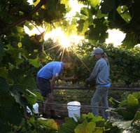 Oakdene Vineyards Restaurant and Cellar Door - Find Attractions