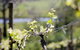 Barrgowan Vineyard - thumb 0