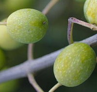 Montalto Vineyard and Olive Grove - Find Attractions