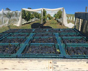 Three Willows Vineyard - Find Attractions 1