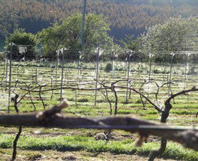 Three Willows Vineyard - Find Attractions 0