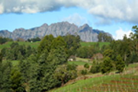 Lake Barrington Vineyard - Find Attractions 0