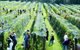 Crosswinds Vineyard - thumb 0