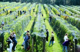 Crosswinds Vineyard - Find Attractions 0