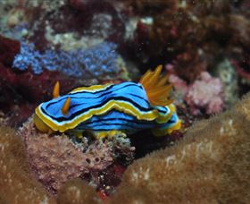 Coral Gardens Dive Site Mooloolaba - Find Attractions 1