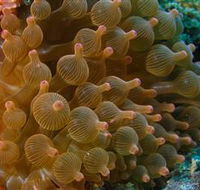 Coral Gardens Dive Site Mooloolaba - Find Attractions