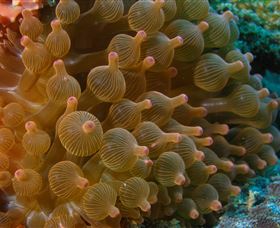 Coral Gardens Dive Site Mooloolaba - Find Attractions 0