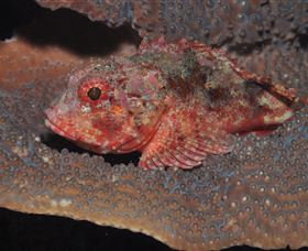 Coral Gardens Dive Site Mooloolaba - Find Attractions 2