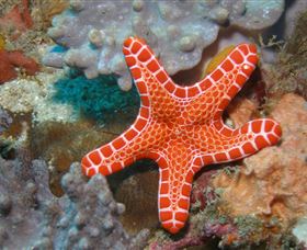 Coral Gardens Dive Site Mooloolaba - Find Attractions 3