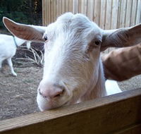 Drysdale Cheeses - Find Attractions