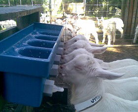 Drysdale Cheeses - Find Attractions 9