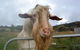 Drysdale Cheeses - thumb 16