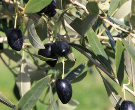 Wymah Organic Olives And Lambs - Find Attractions 2