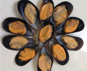 Advance Mussel Supply - Find Attractions 3