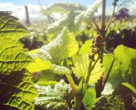 Punt Road Winery - Find Attractions 0